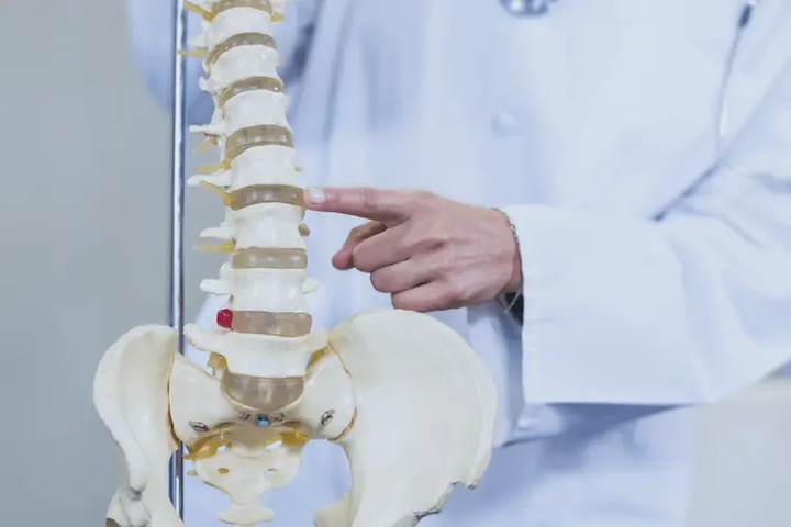spine